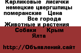 Карликовые “лисички“  немецкие цвергшпицы/померанские › Цена ­ 35 000 - Все города Животные и растения » Собаки   . Крым,Ялта